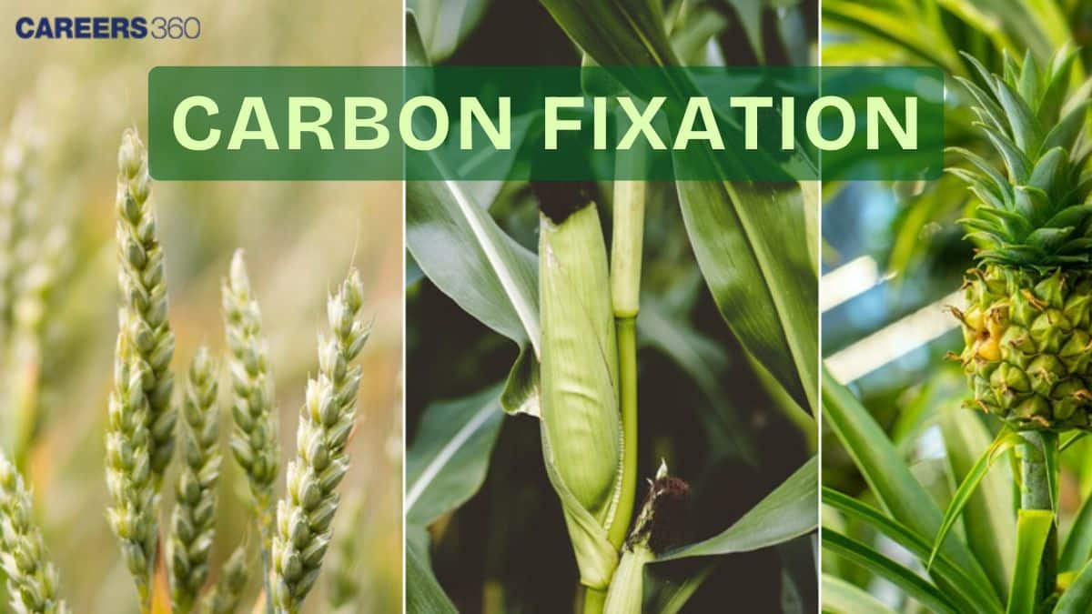 Carbon Fixation: Meaning, Process In C3 C4 And CAM: Process In C3 C4 And CAM Plants